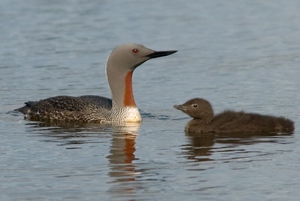 Гахуун (Улаангүеэ гахуун)
